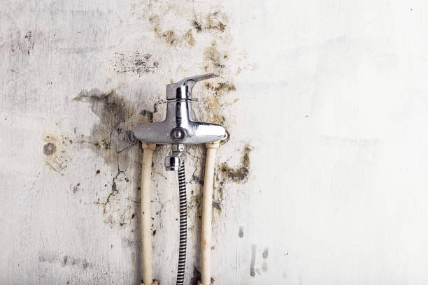 Best Mold Testing  in Powderly, TX