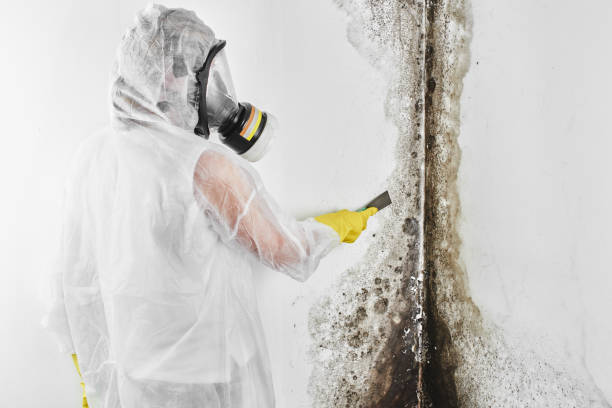 Best Black Mold Removal  in Powderly, TX