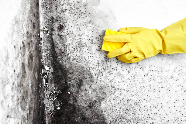 Trusted Powderly, TX Mold Removal Experts