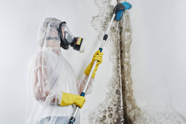 Best Commercial Mold Removal  in Powderly, TX