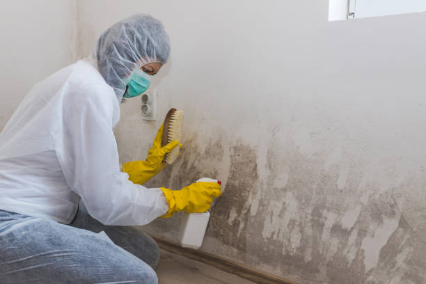 Best Certified Mold Removal  in Powderly, TX