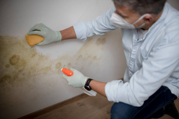 Best Same-Day Mold Removal  in Powderly, TX