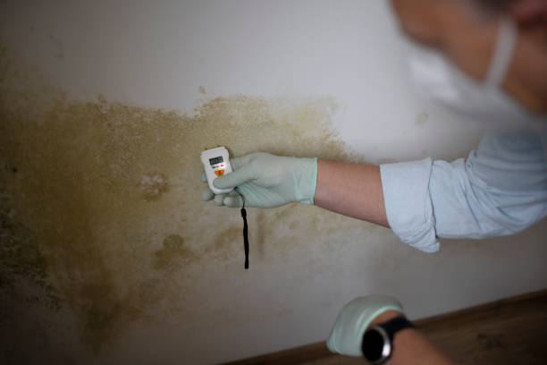 Best Mold Damage Repair  in Powderly, TX