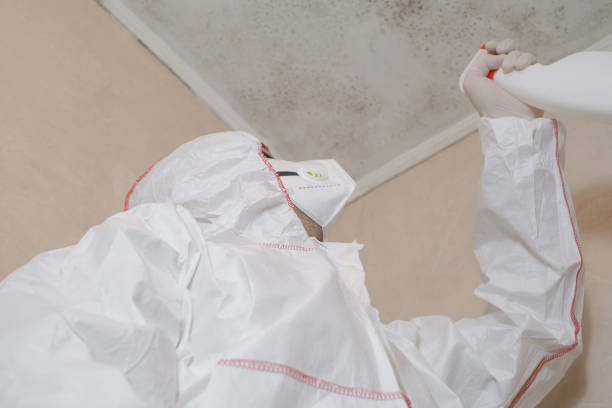 Best Commercial Mold Removal  in Powderly, TX