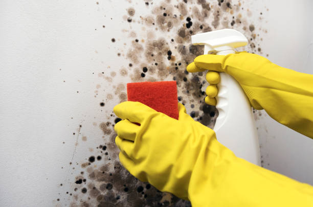 Best Local Mold Removal Service  in Powderly, TX