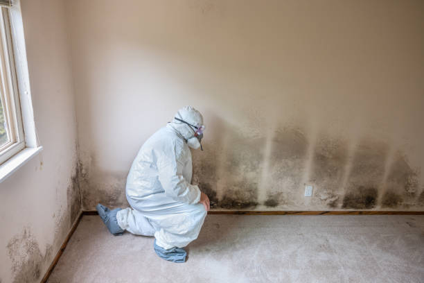 Best Water Damage Restoration  in Powderly, TX