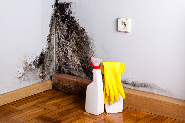 Best Affordable Mold Removal  in Powderly, TX
