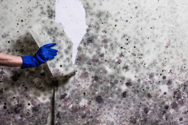 Office Mold Removal Services in Powderly, TX