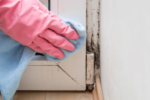 Best Mold Removal Company Near Me  in Powderly, TX