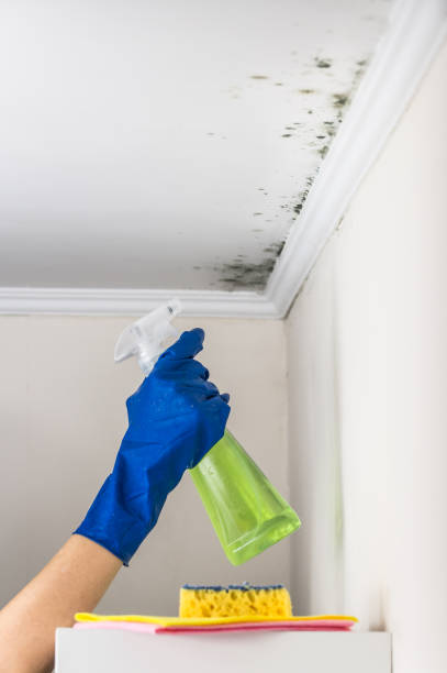 Best Home Mold Removal  in Powderly, TX