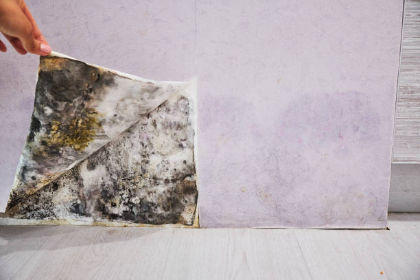 Best Mold Cleaning Services  in Powderly, TX